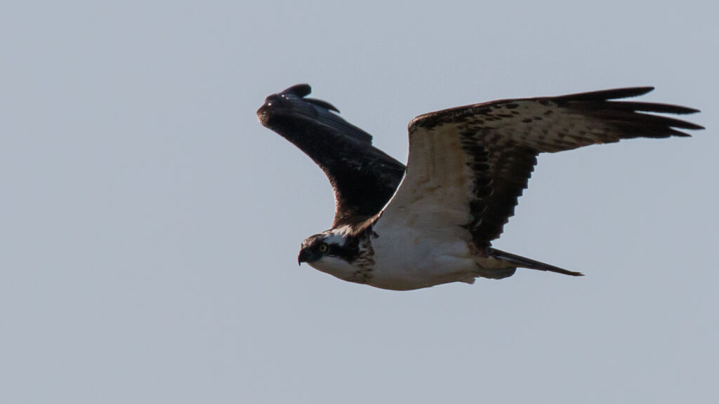 Western Osprey