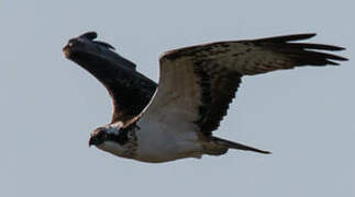 Western Osprey