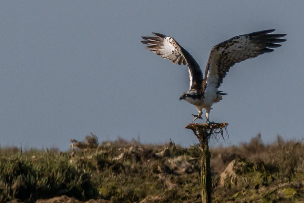 Western Osprey