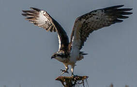 Western Osprey