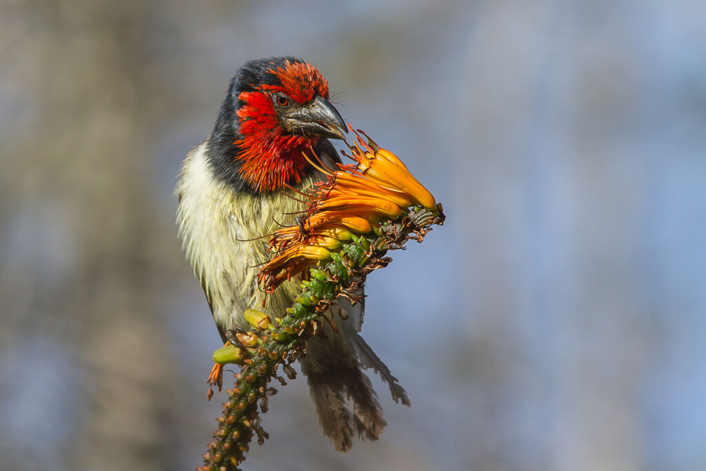 Black-collared Barbet