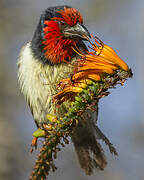 Black-collared Barbet