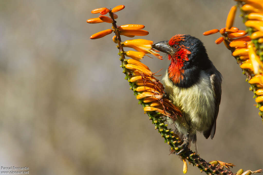 Black-collared Barbetadult, feeding habits