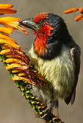 Black-collared Barbet