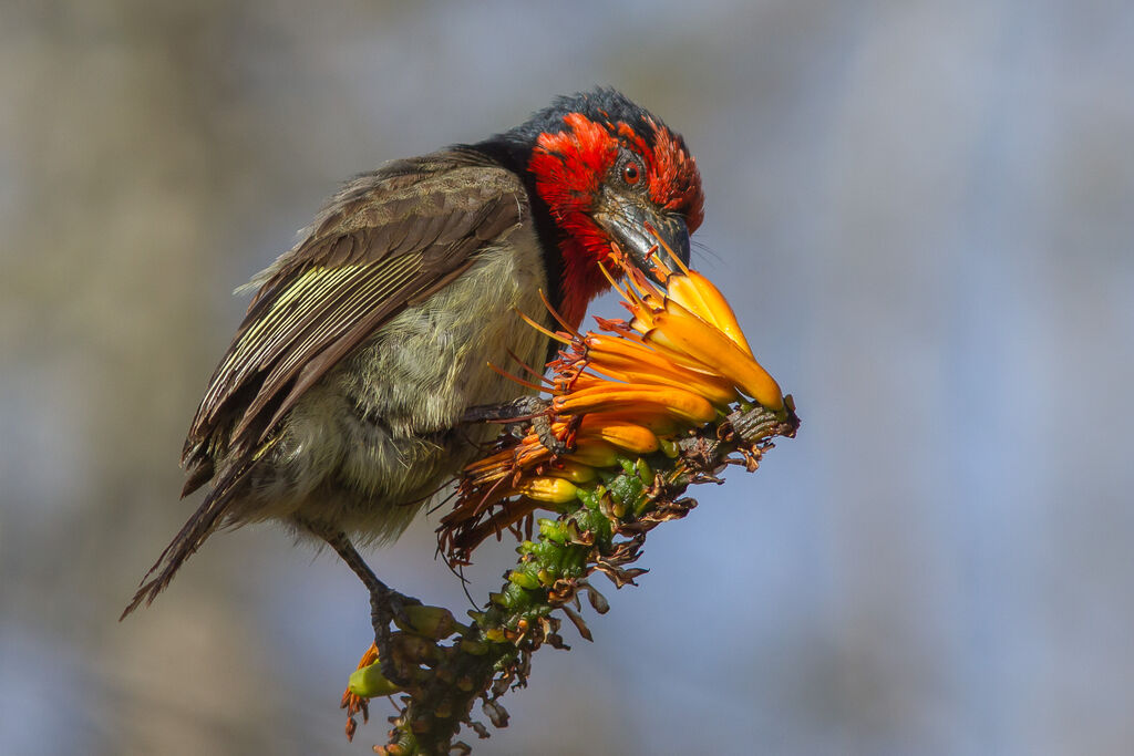 Black-collared Barbet, feeding habits