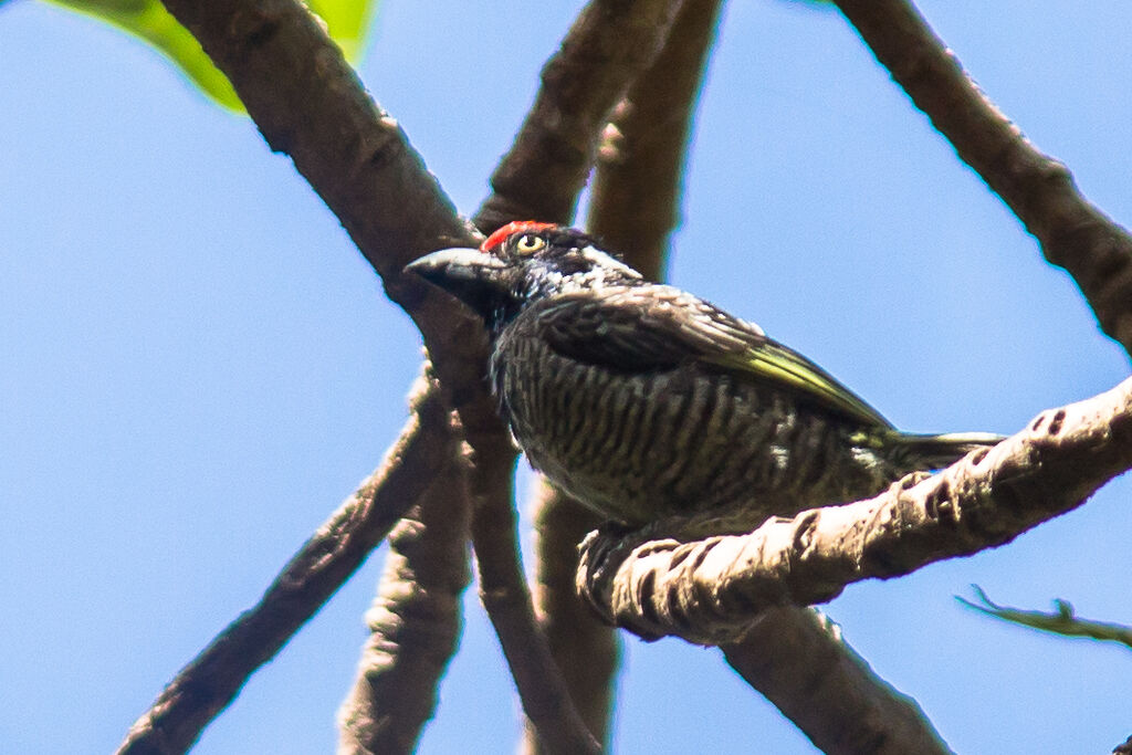 Banded Barbet