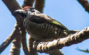 Banded Barbet