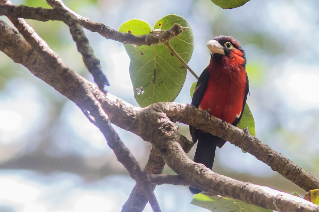 Double-toothed Barbet