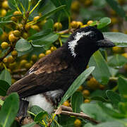 White-eared Barbet