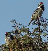 Acacia Pied Barbet