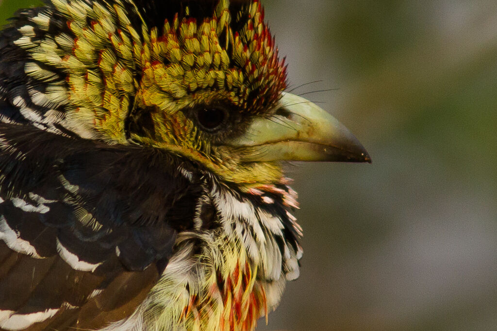 Crested Barbet