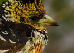 Crested Barbet