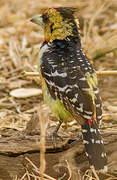 Crested Barbet