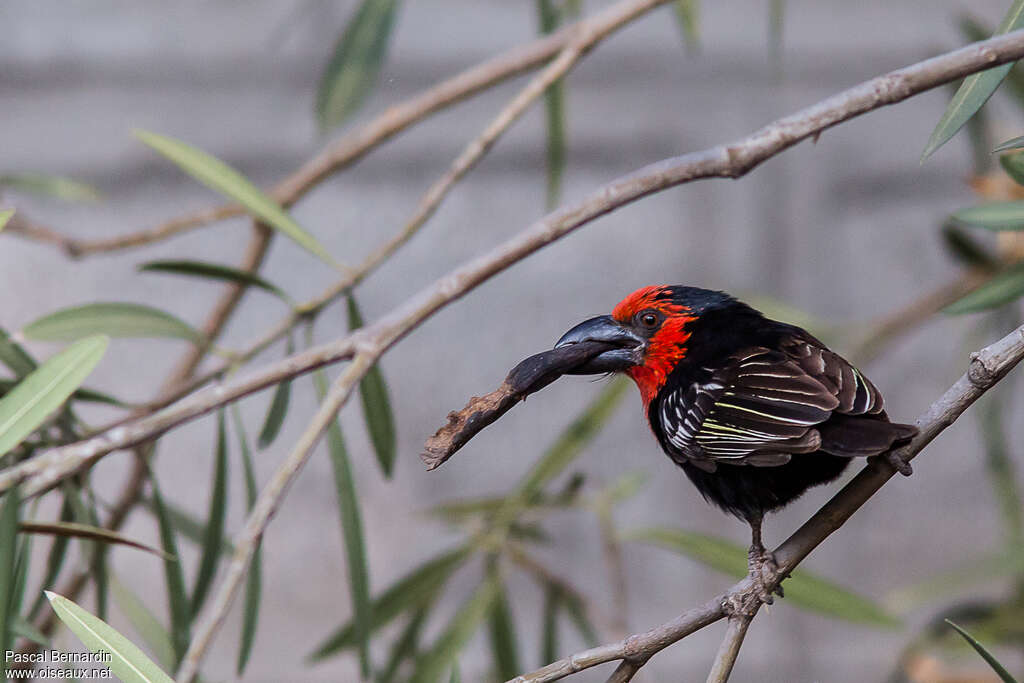 Black-billed Barbetadult, Reproduction-nesting