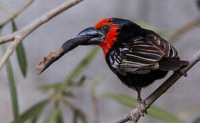 Black-billed Barbet