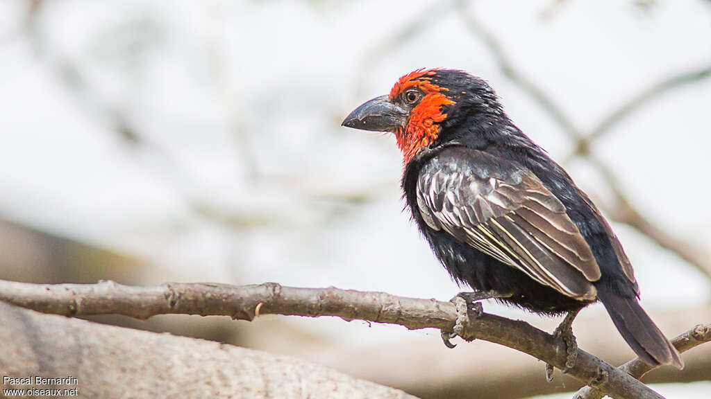 Black-billed Barbetadult, identification