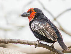 Black-billed Barbet