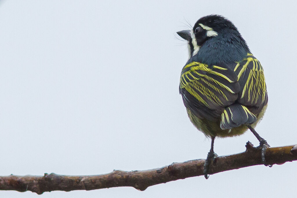 Yellow-rumped Tinkerbird