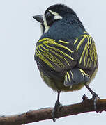 Yellow-rumped Tinkerbird