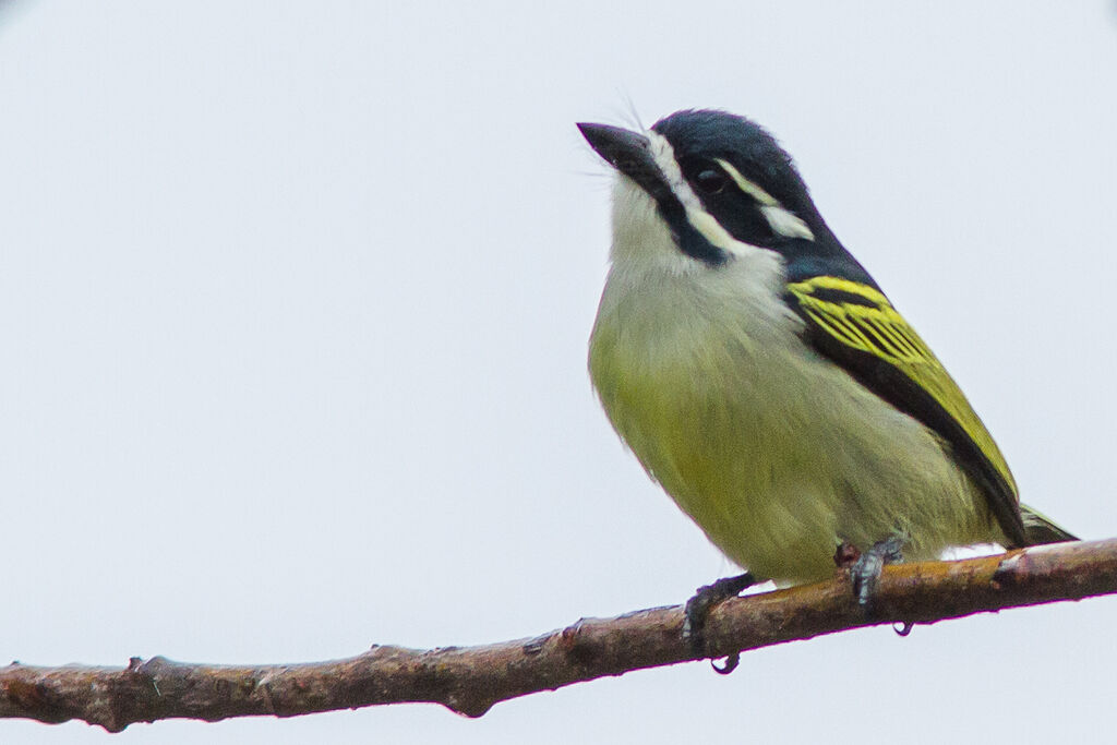 Yellow-rumped Tinkerbird