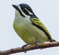 Yellow-rumped Tinkerbird