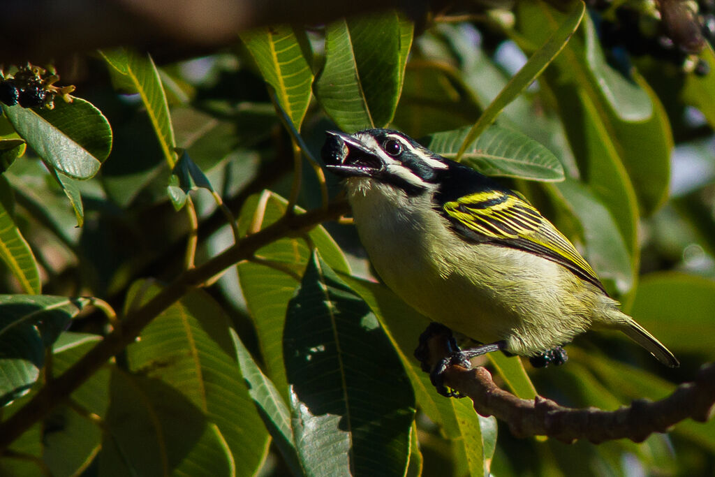 Barbion à croupion jaune