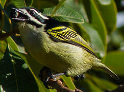 Yellow-rumped Tinkerbird