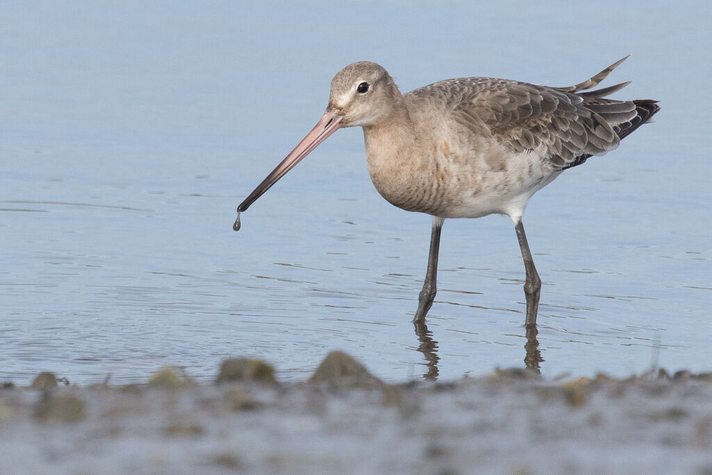 Black-tailed Godwit, identification, close-up portrait