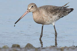 Black-tailed Godwit