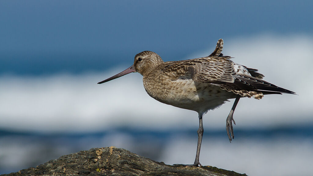 Bar-tailed Godwit