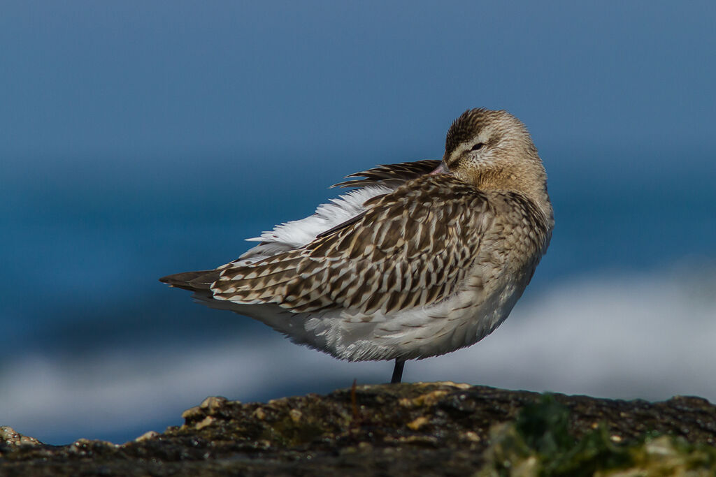 Bar-tailed Godwit
