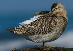 Bar-tailed Godwit