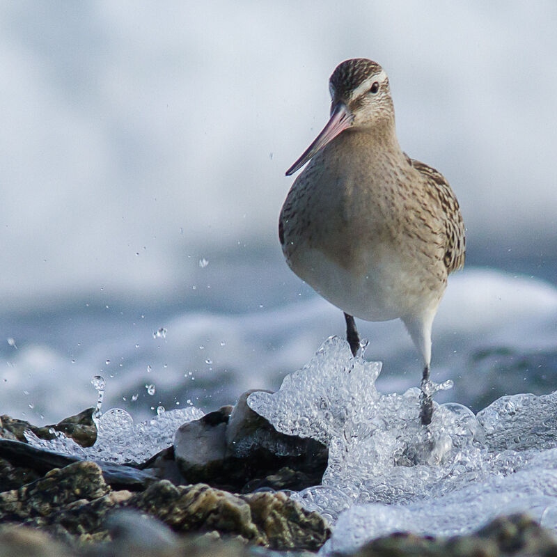 Bar-tailed Godwit