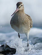 Bar-tailed Godwit