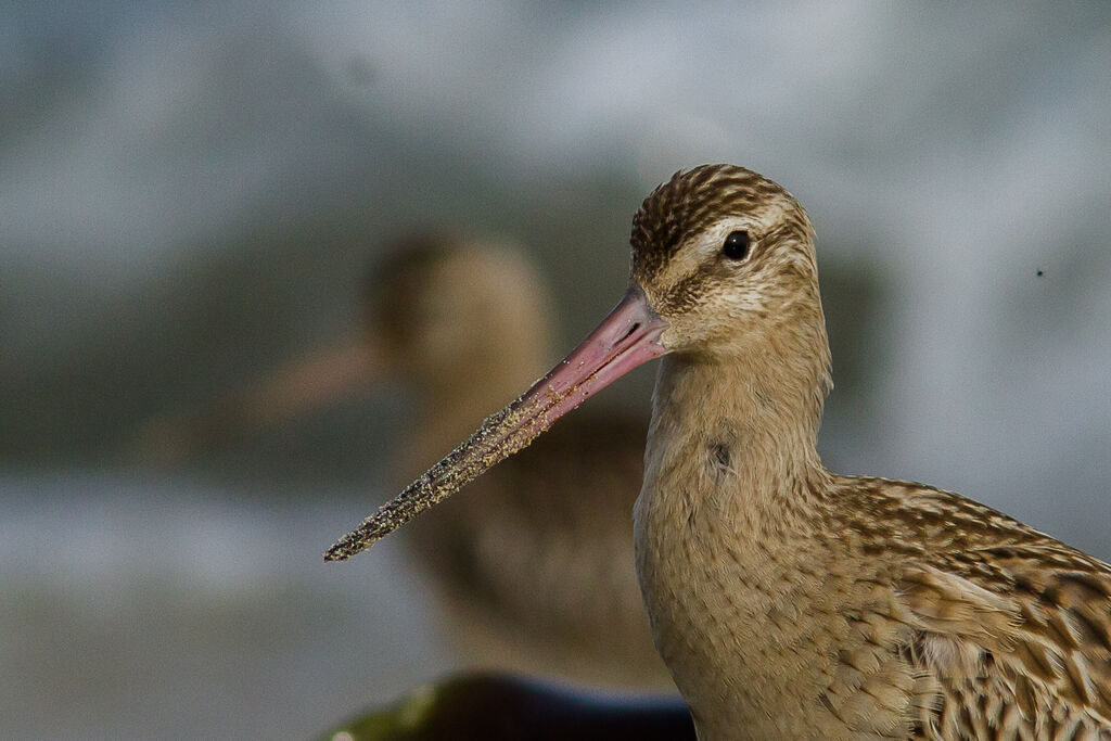 Bar-tailed Godwit