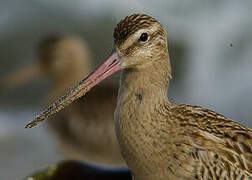 Bar-tailed Godwit