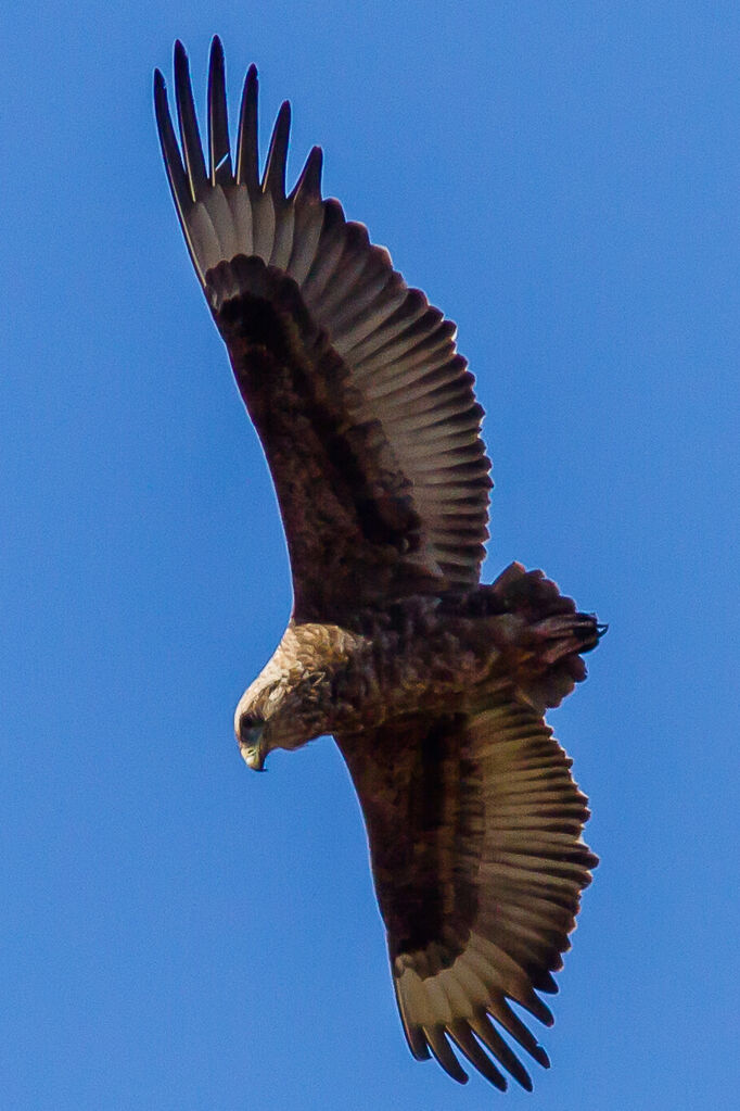 Bateleur des savanesjuvénile