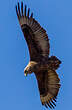 Bateleur des savanes