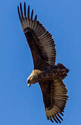 Bateleur