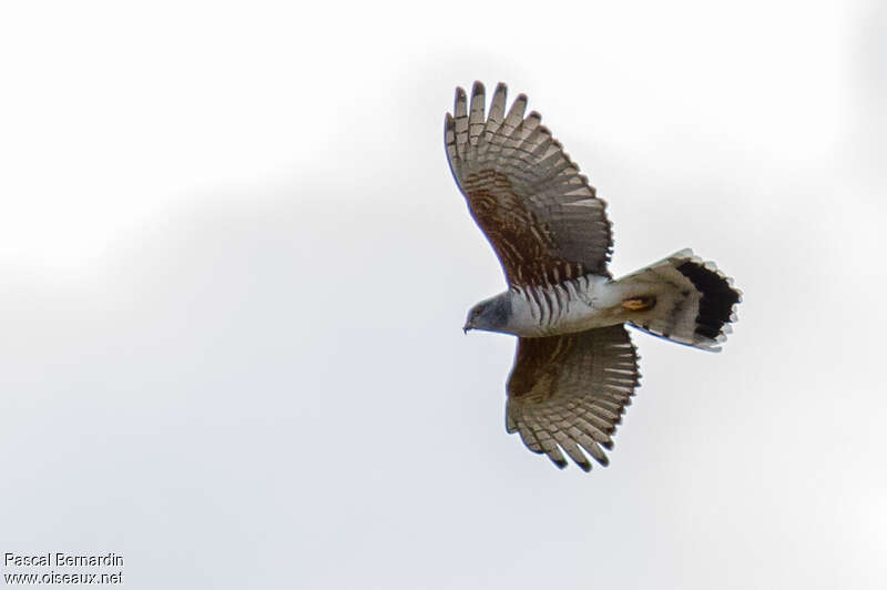 African Cuckoo-Hawkadult, Flight