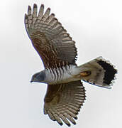 African Cuckoo-Hawk