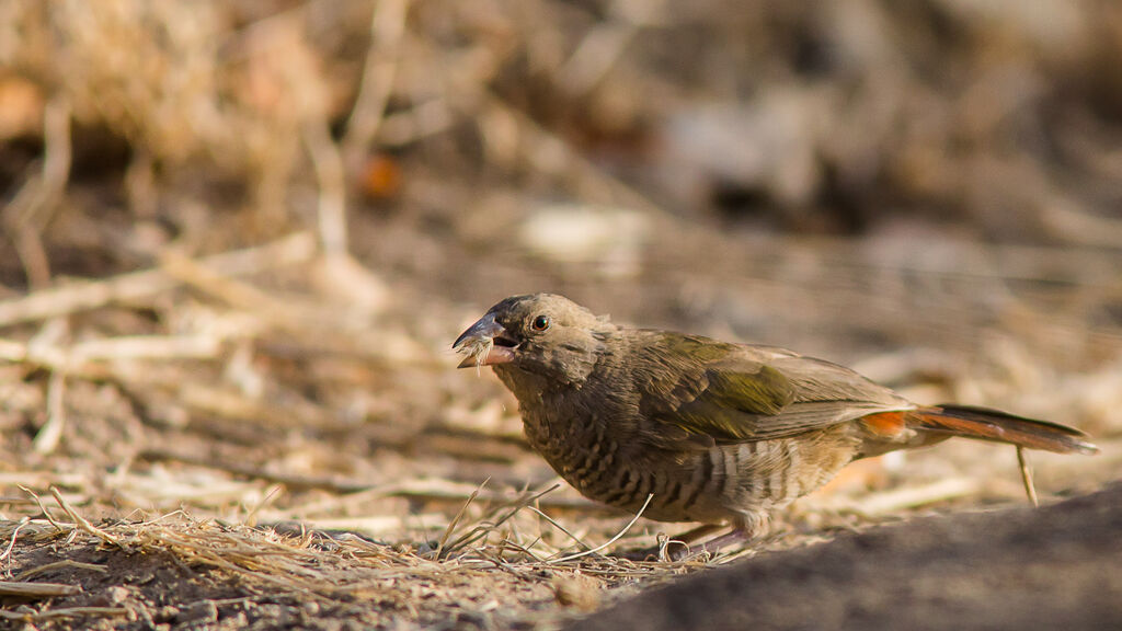 Green-winged Pytiliaadult