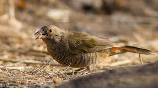 Green-winged Pytilia