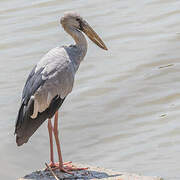 Asian Openbill