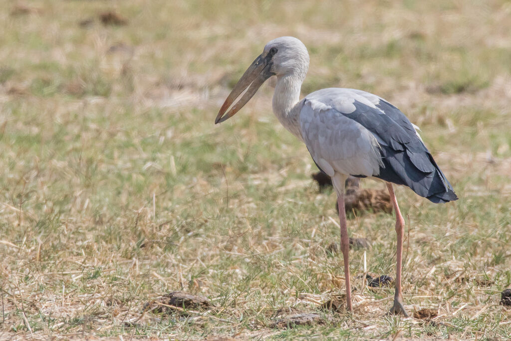 Asian Openbill, identification, close-up portrait, walking