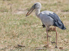 Asian Openbill