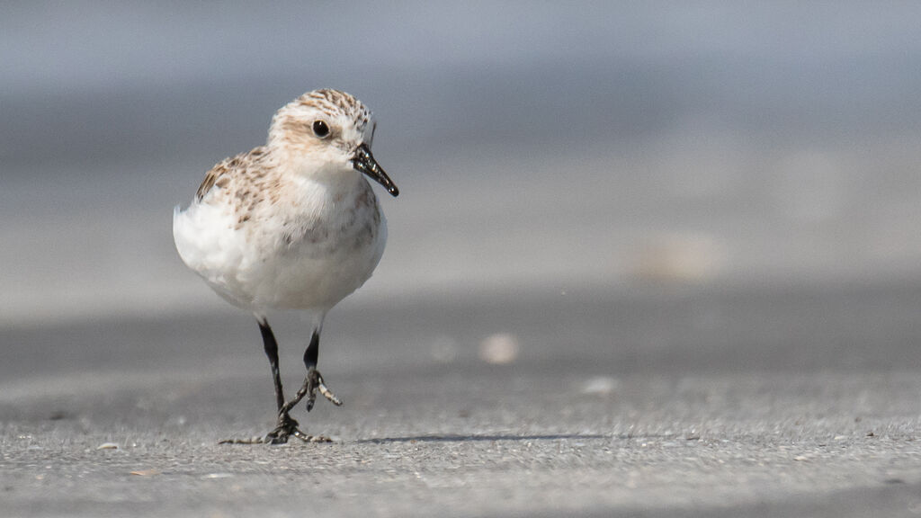 Red-necked Stint, identification, close-up portrait, walking