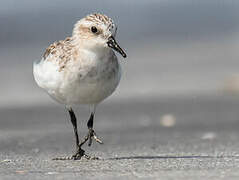 Red-necked Stint