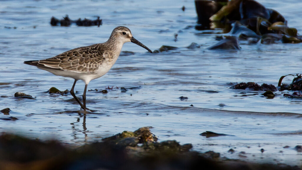 Curlew Sandpiperjuvenile