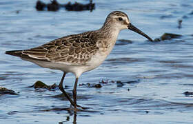 Curlew Sandpiper